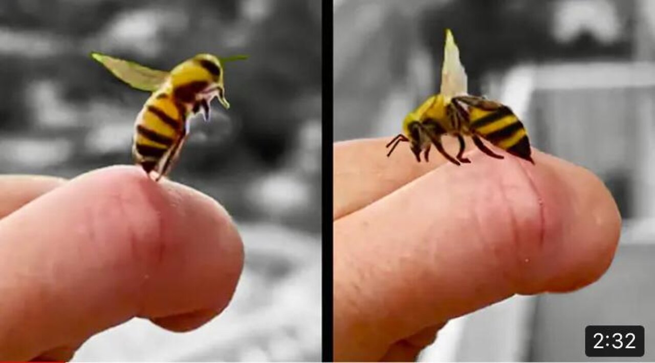 Bee Stings Human and then Apologizes