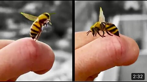 Bee Stings Human and then Apologizes