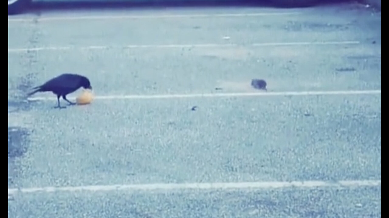 CROW(Bird)Share FOOD to a HUNGRY RAT..