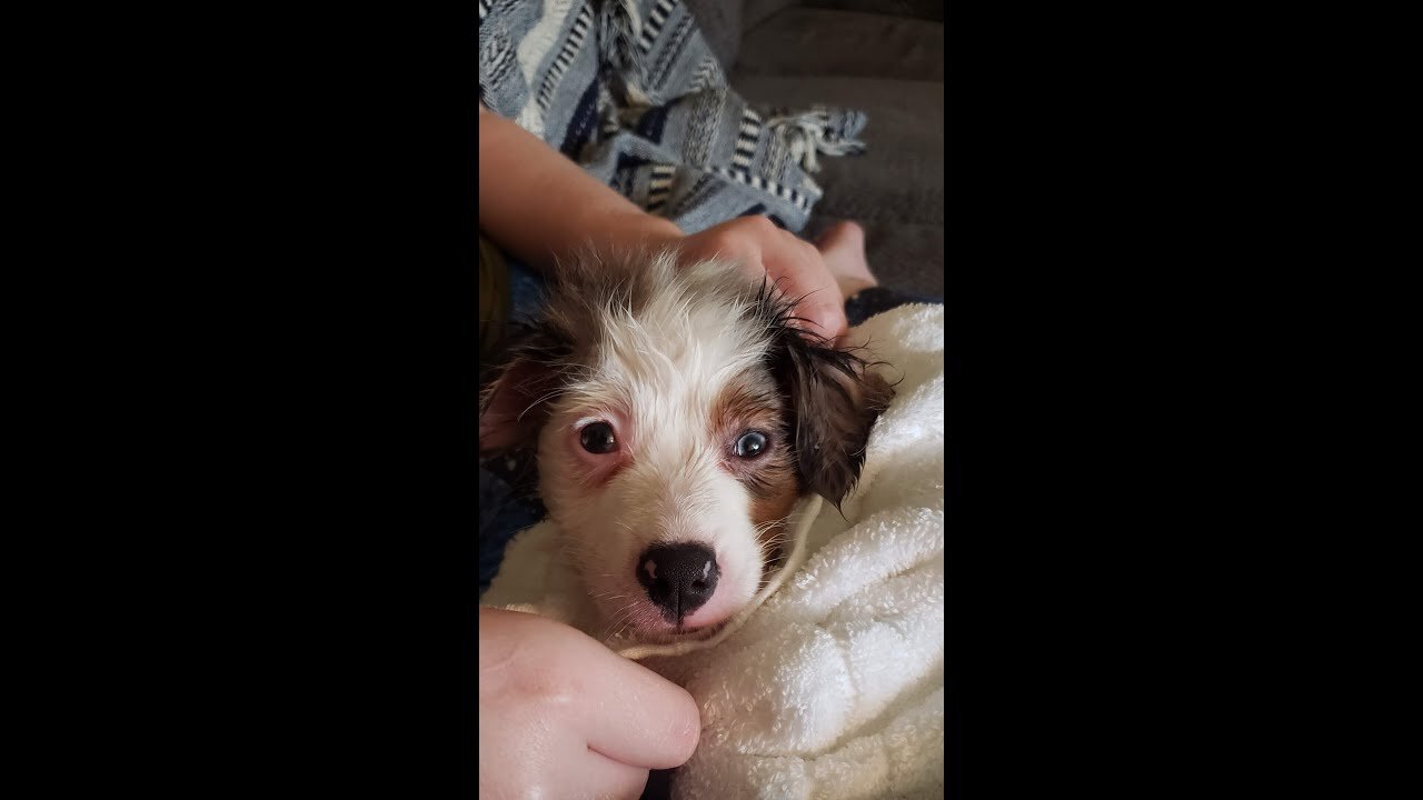 Coco's First Bath