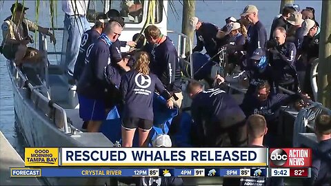 Rescued pilot whales released back into the Gulf after being found beached on Redington Beach