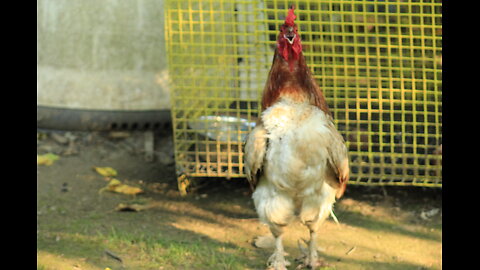 He is despised and rejected