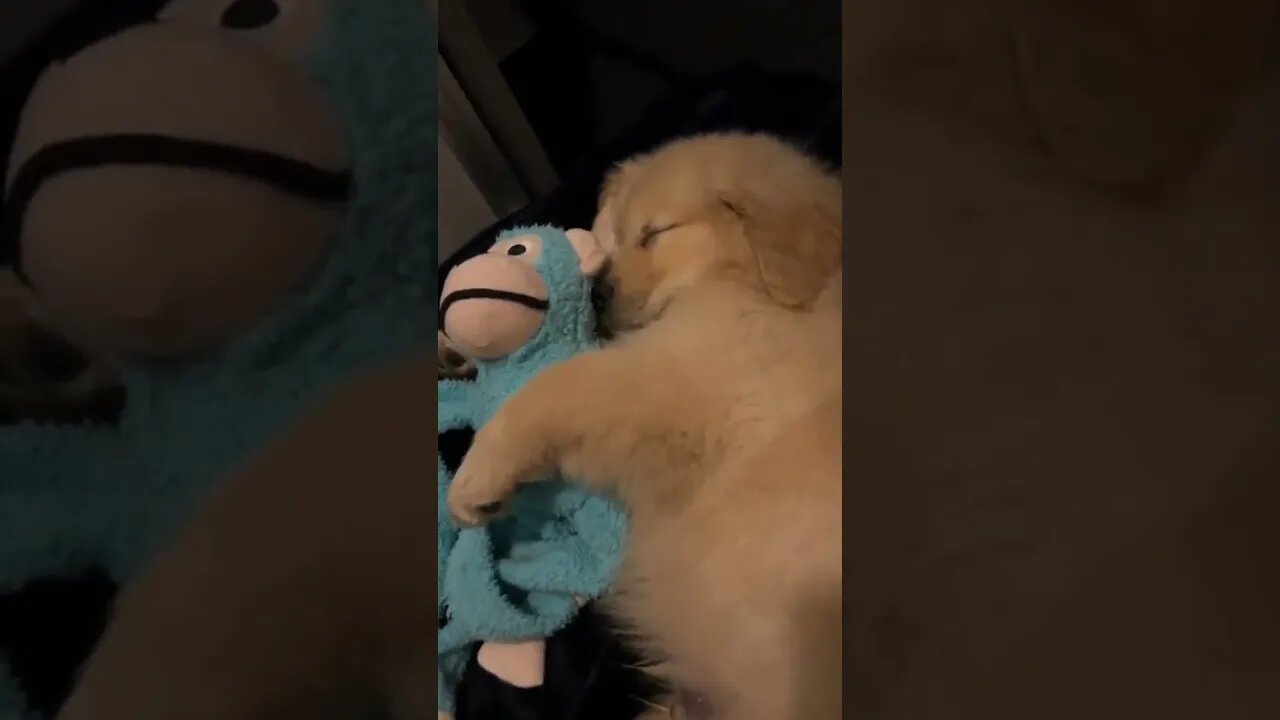 Puppy with his favourite toy...🐶🐾🧸😍