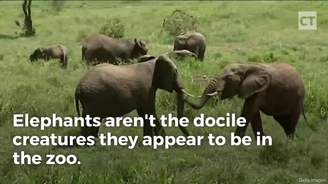Elephant Charges Man, He Picks up a Tiny Stick and Shows It Who's Boss
