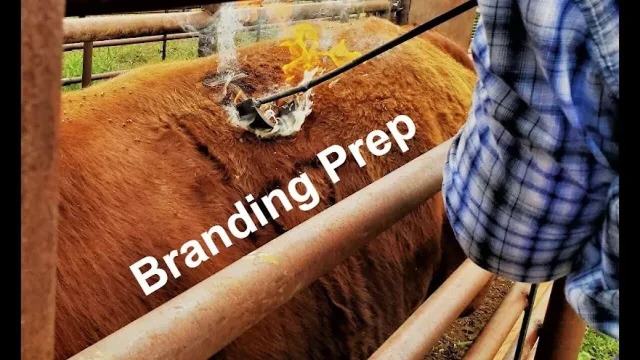 PREPPING! Branding Week (In the Chute - Round 131)