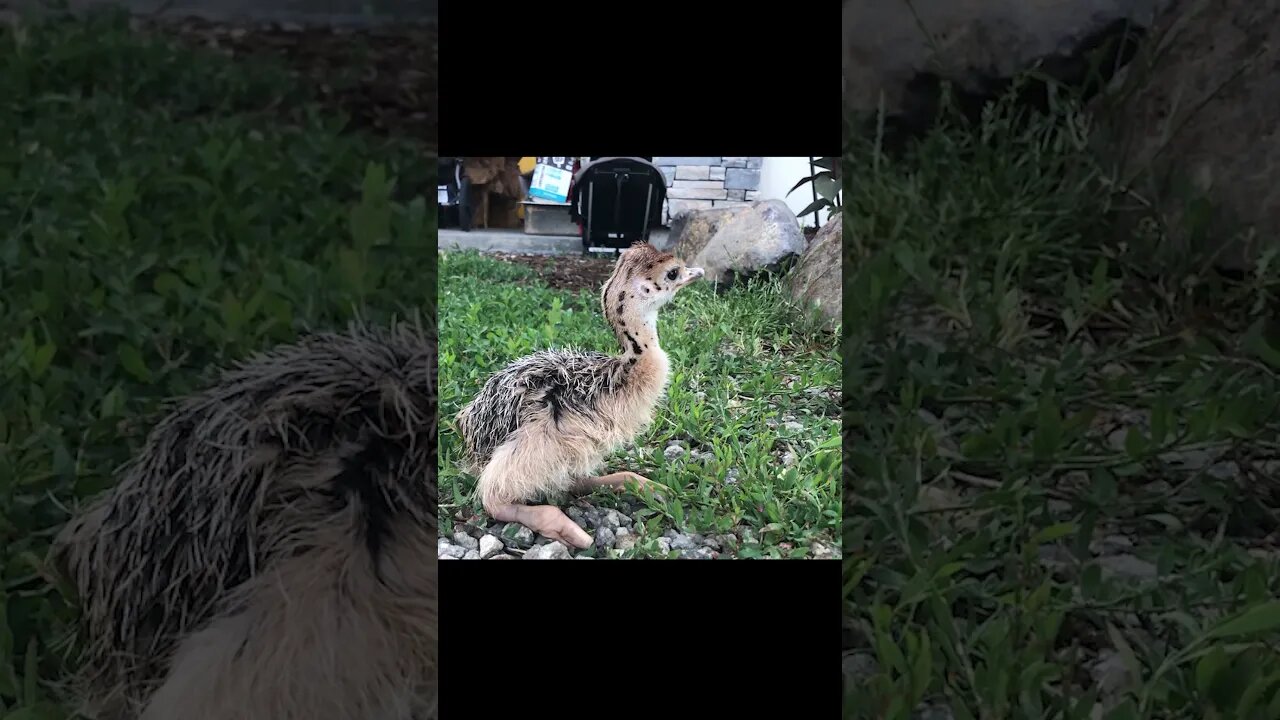 Have You ever seen a Baby OSTRICH -- [Super cute baby ostrich 1 day old] look at the legs #shorts