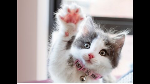 Baby Cats - Cute and Funny Cat Videos Compilation