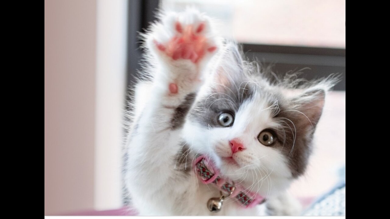Baby Cats - Cute and Funny Cat Videos Compilation