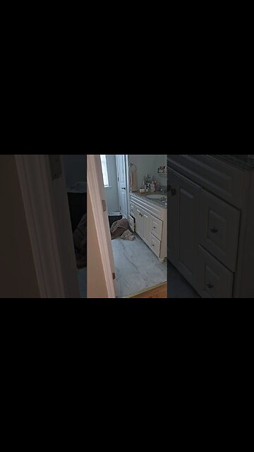 Do your dogs pass out like this? #shorts #funnydogs