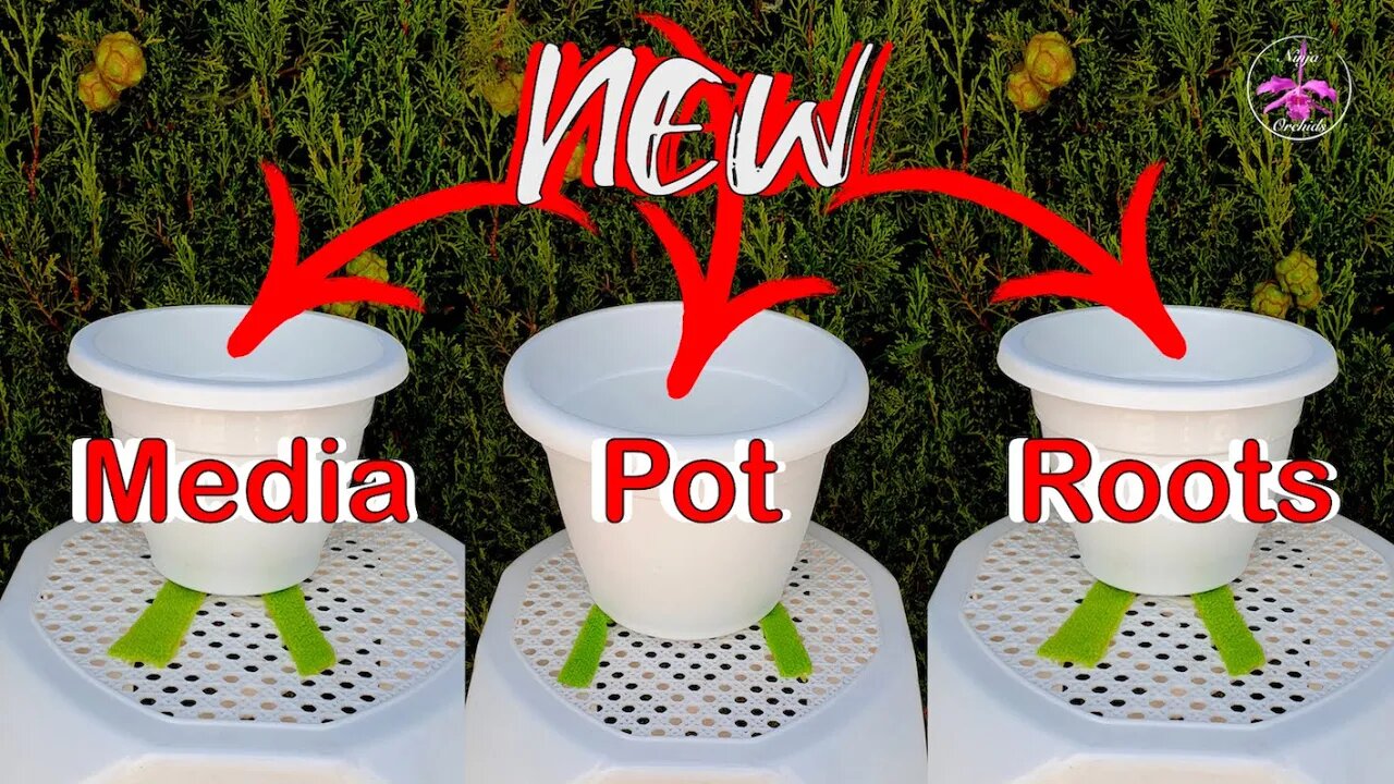 Epic Orchid Repotting Sesh: Media Switch, Root Health Check Up Uppot Tips! #ninjaorchids