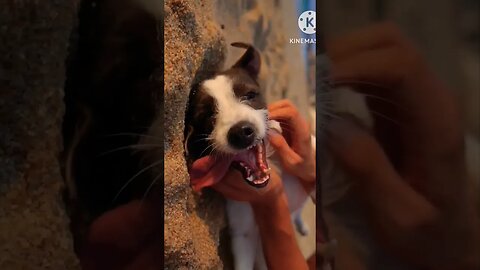 Doggo 🍖#shortvideo #shorts #dog #doglover #rescuedog