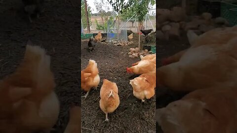 Our Chicken Compost routine 🐓#permaculture #homesteading #farm #organicgardening #compost #chickens