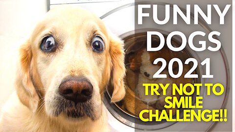 WEIRDLY Funny Dogs of 2021 - TRY NOT TO DIE LAUGHING