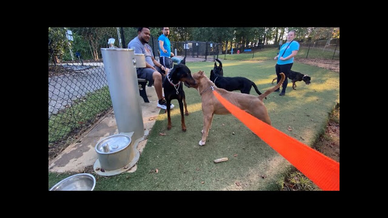 Doberman Attacks Pitbull (Dog Park Chronicle)