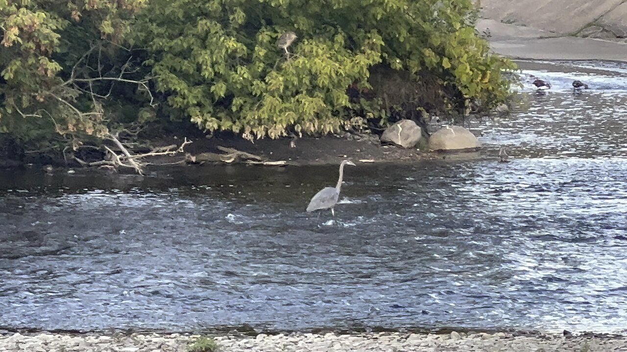 Great Blue Heron with someone hiding in a tree