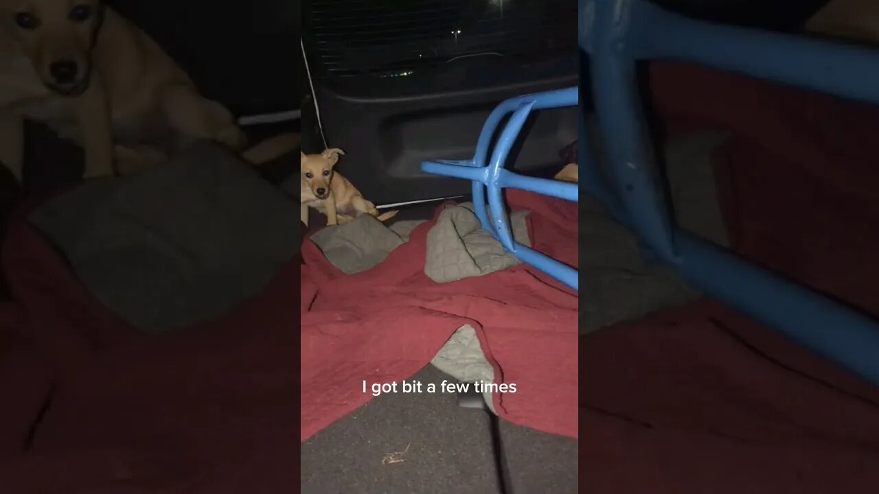 PART 2 of the 5 abandoned dogs story. We're still looking for a rescue in Houston, Texas