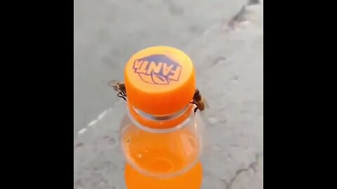 The strangest video clip of two bees trying to open a juice can- فيديو لنحلتان تحاولان فتح علبة عصير