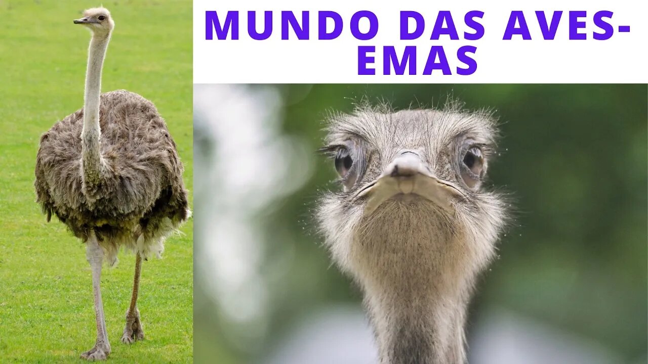 Mundo das Aves - Emas