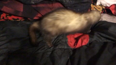 Hyper Ferret