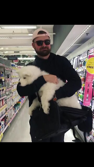 The moment this samoyed realizes he's not a purse dog...