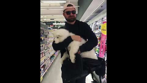 The moment this samoyed realizes he's not a purse dog...