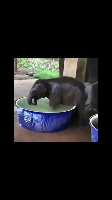 Cute Baby Elephant Bathing