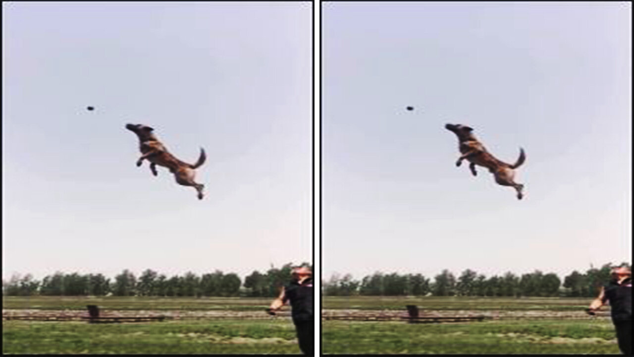 Unbelievable watch this amazing dog, jumping like a superhero🔥🔥