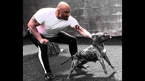 APBT ALPHA Performance Genetics Gameness