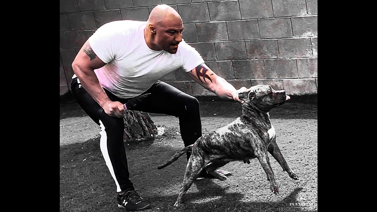 APBT ALPHA Performance Genetics Gameness