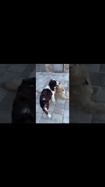 Golden Retriever & Springer Spaniel Puppy Playing Tug Of War