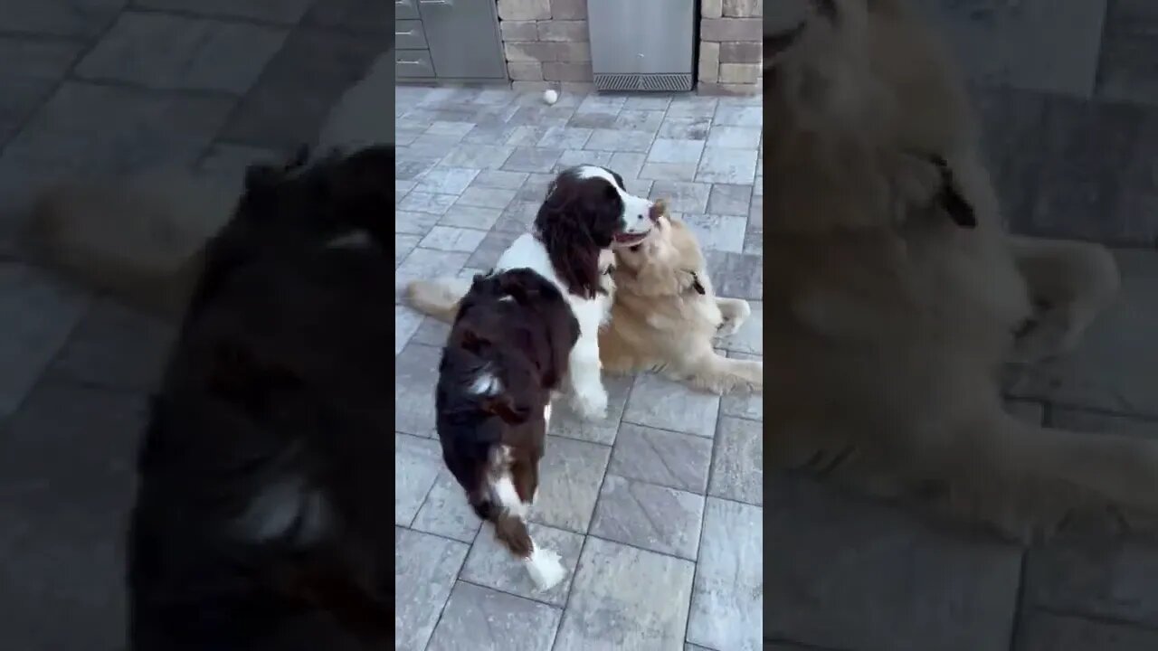 Golden Retriever & Springer Spaniel Puppy Playing Tug Of War