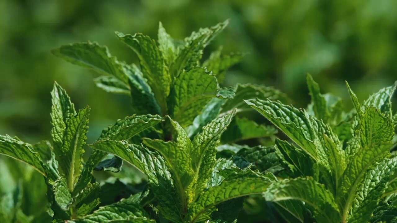 🎄🎄🎄Mint medicinal herb healthy🎄🎄🎄