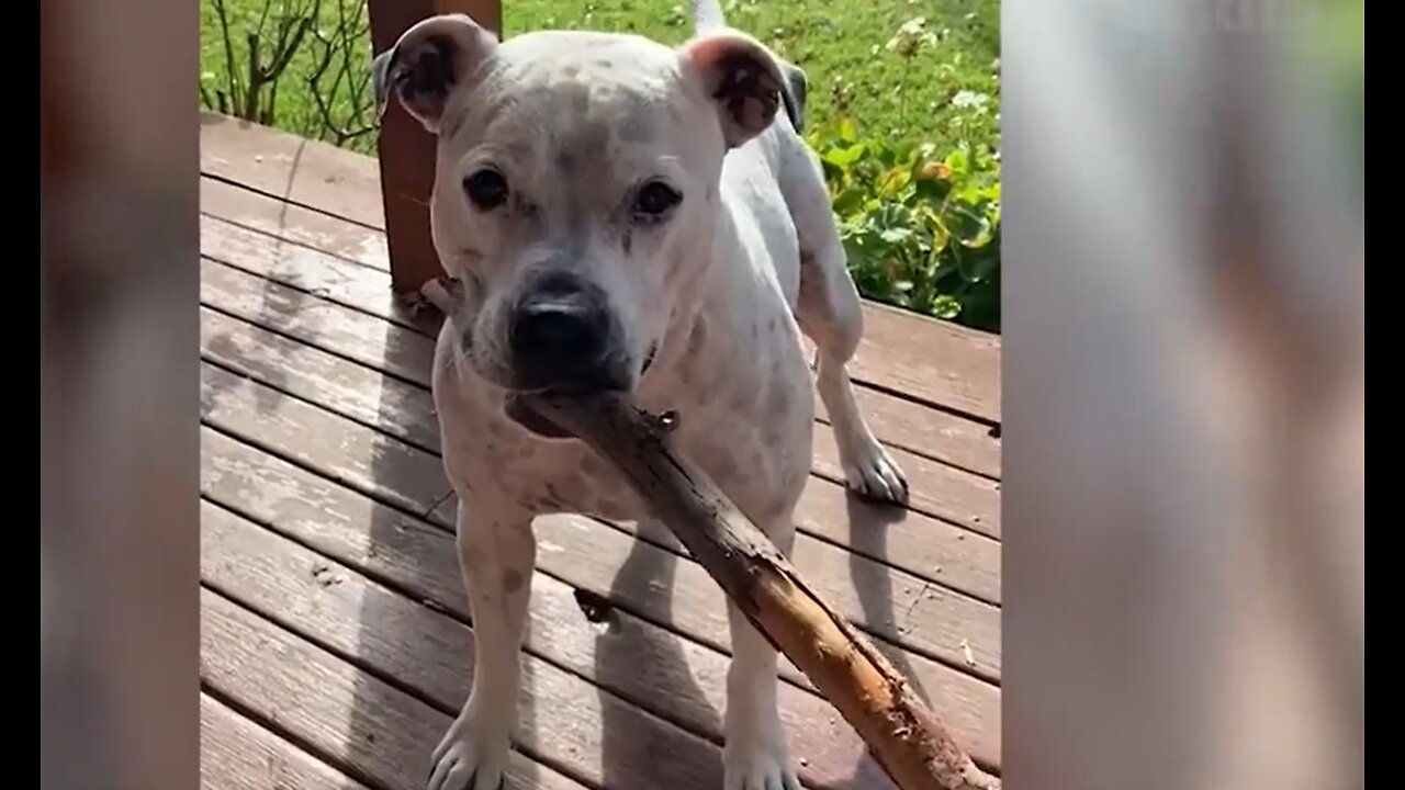Best Funny Animal Videos 2022 😺😁 - Funniest And Cute Dogs And Cats Videos 😇🐹