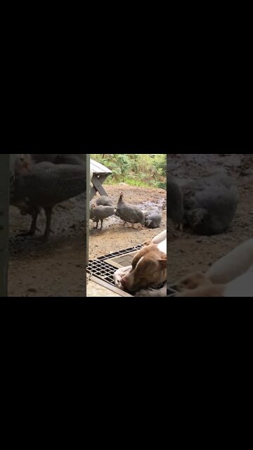 Training dog to protect baby guinea fowl keets