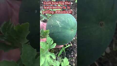 Watermelon 🍉 in the Garden progress # 4. #shorts #gardening #montreal