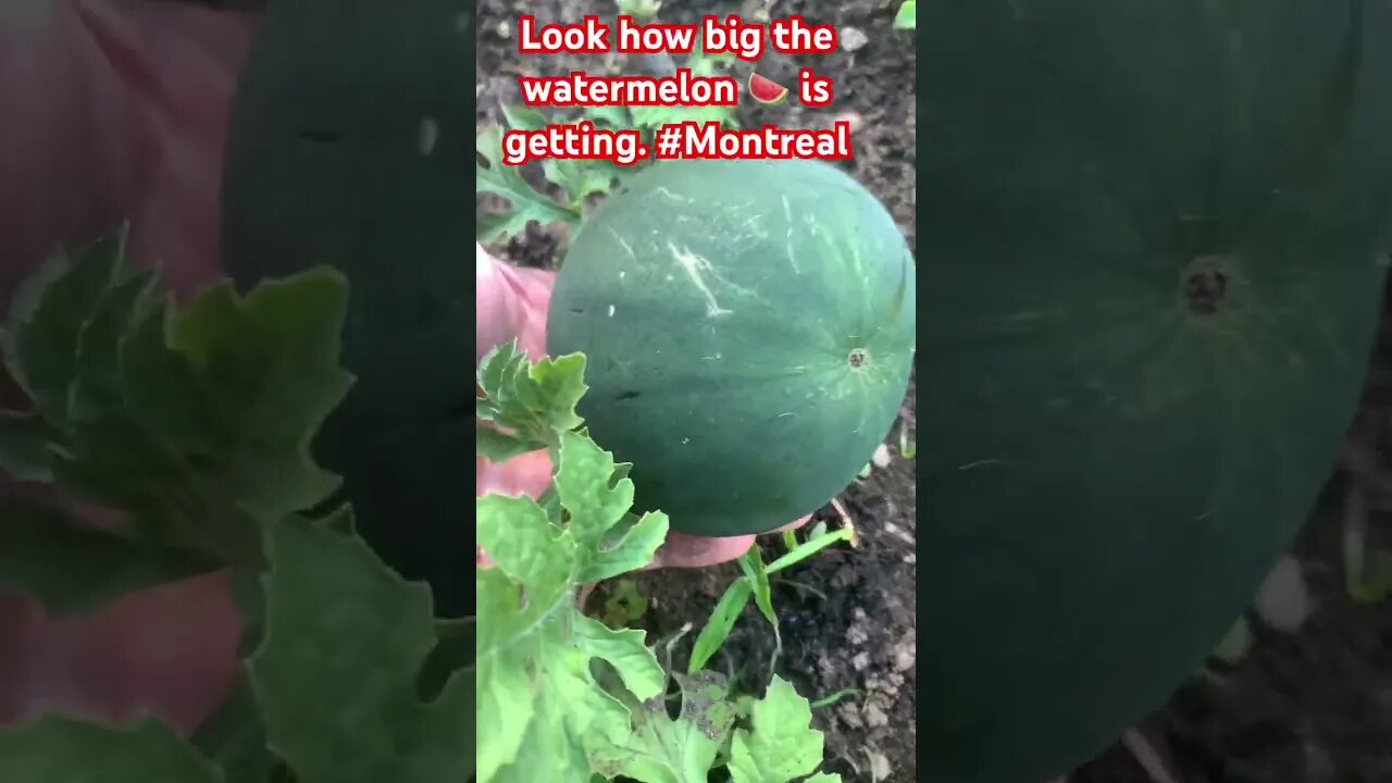 Watermelon 🍉 in the Garden progress # 4. #shorts #gardening #montreal