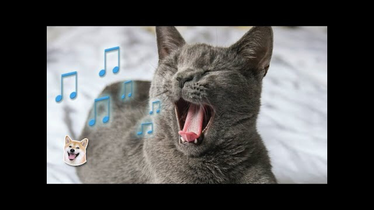 Funny Animals 🤣 Singing Cat 😹, Try Not To LAUGH!!!