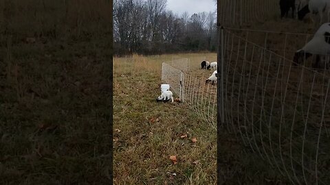 Little Lamb Jumping and Playing #animals #shorts #cute