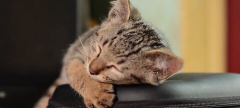 Cute Cats sleeping - Cats videos - Animals Video