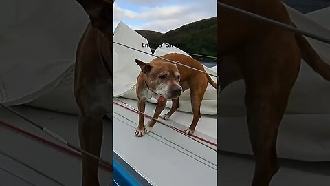 Endless 'car ride'! Patagonia style #dogs