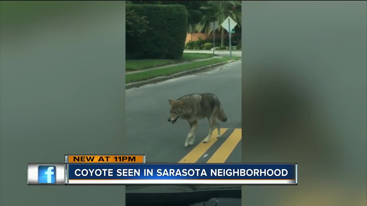 Coyote spotted walking down middle of the street in Sarasota neighborhood