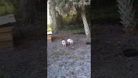 Timelapse Sunday morning with the pigs #shorts #pig #piglets #hog #timelapse