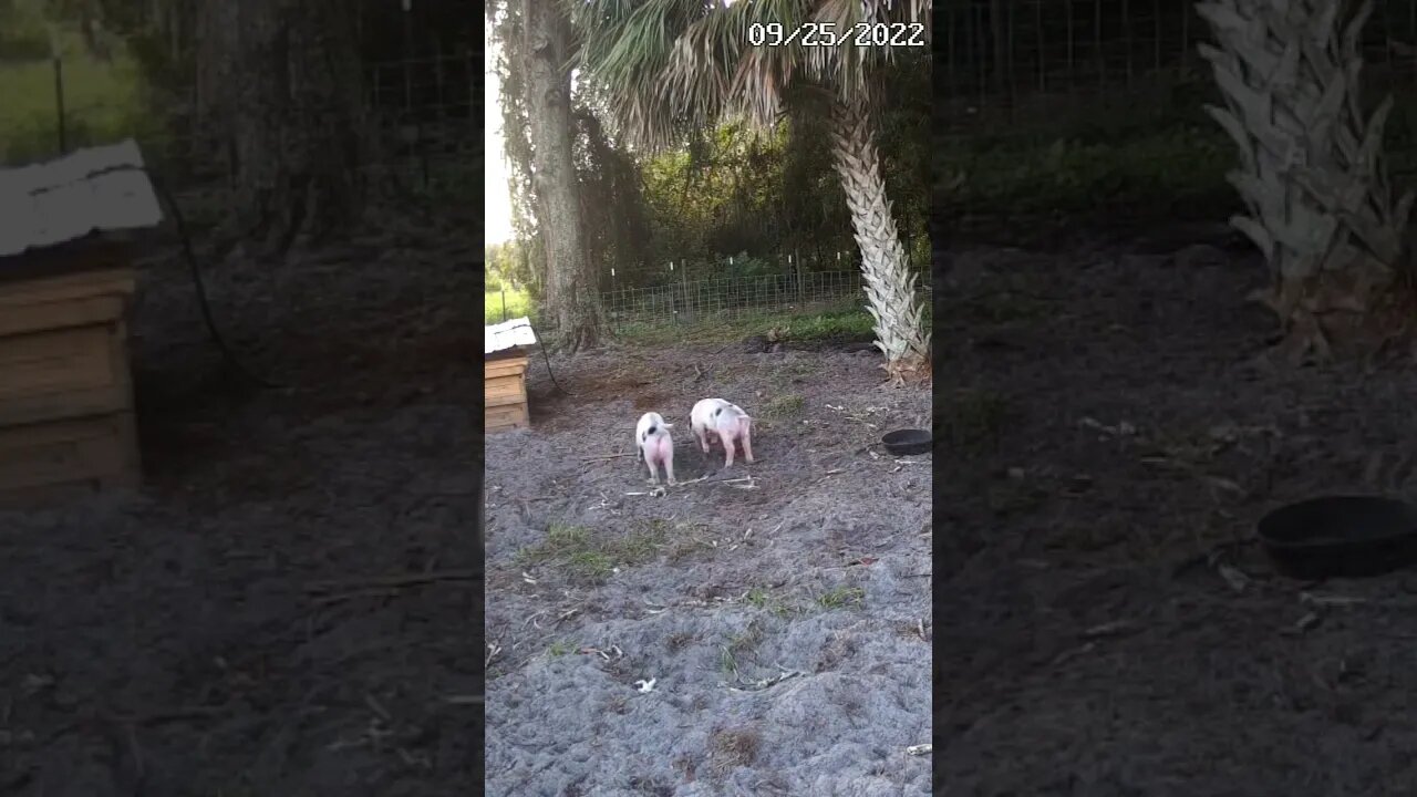 Timelapse Sunday morning with the pigs #shorts #pig #piglets #hog #timelapse