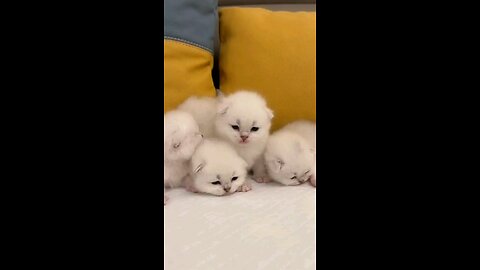 cat video/funny cat