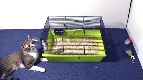 Entertaining Little Hunter Stalks the Hamsters