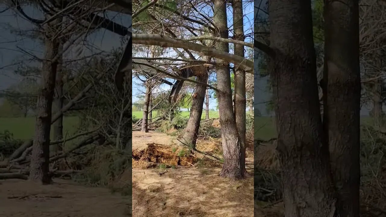 When an army veteran gets a new toy. No more tree trimming.