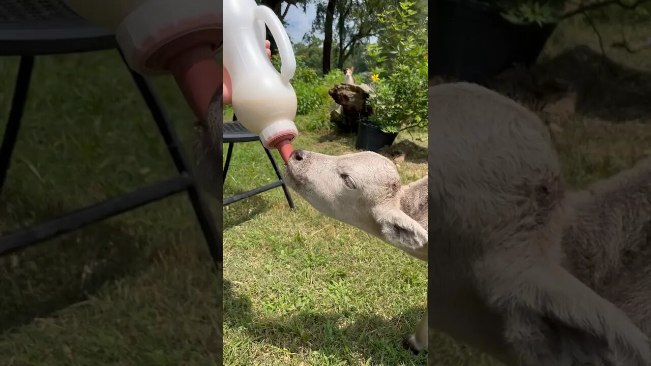 Bottle fed calf!