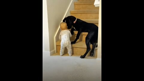 Animal reaction to baby (funny video)