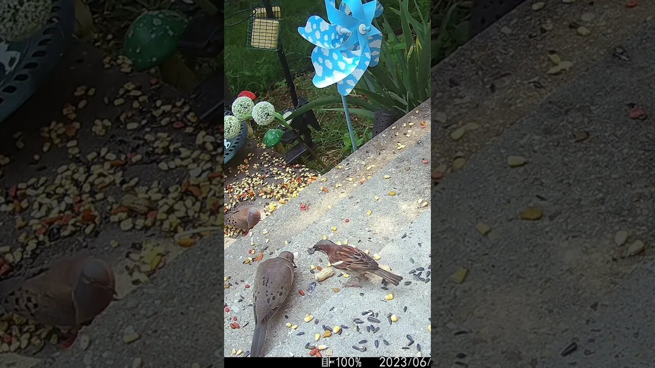 The Sparrow Grabs The Food And Then ... 🐦