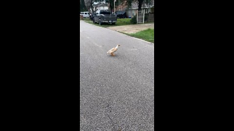 Random duck in my street